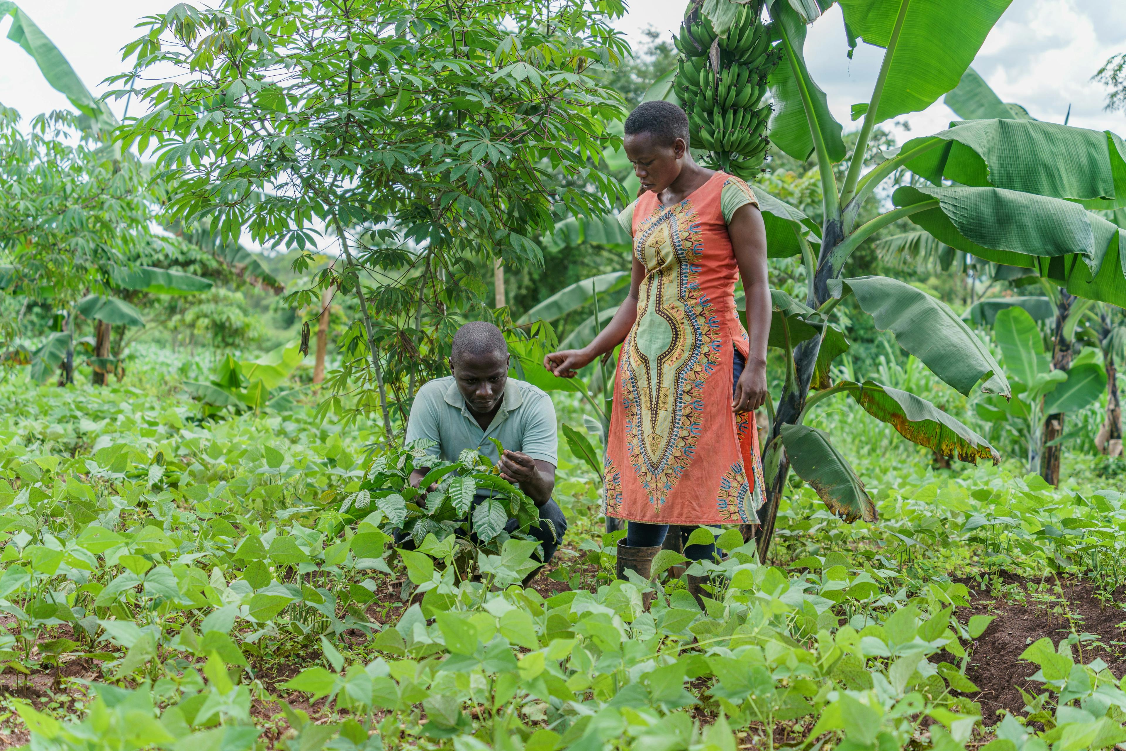 Uganda Coffee Farming