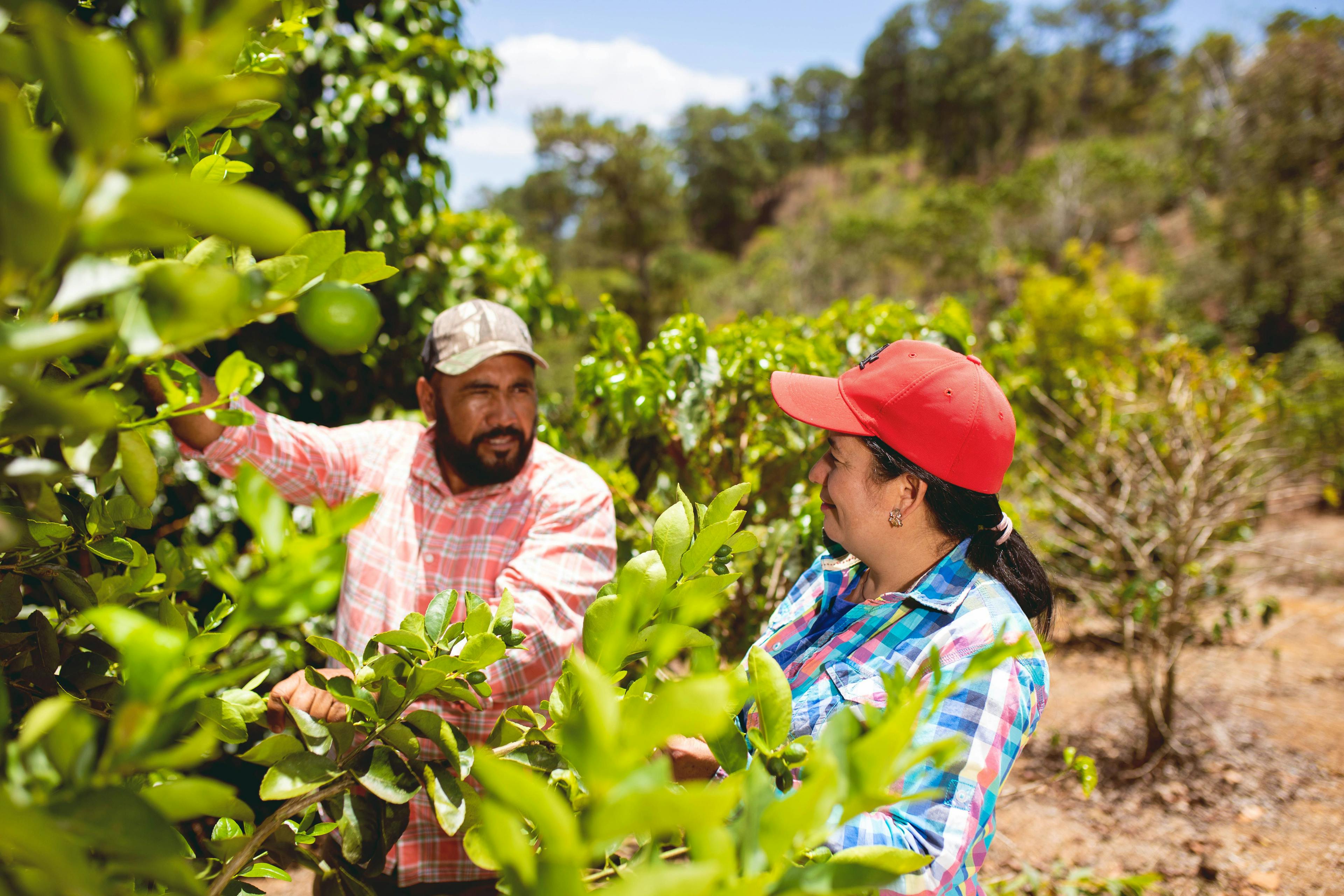 Coffee Farming Honduras