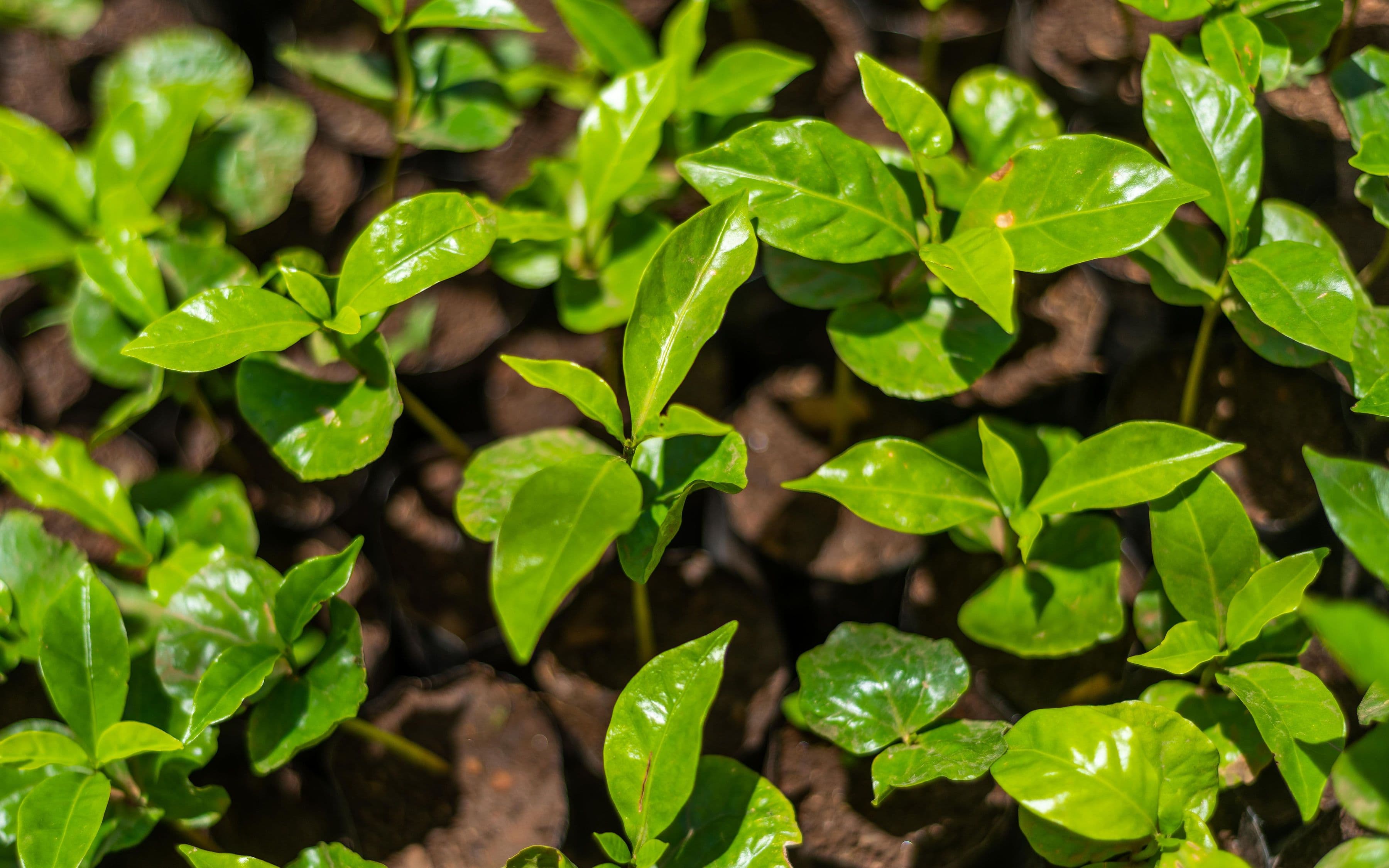 Seedlings Seedlings