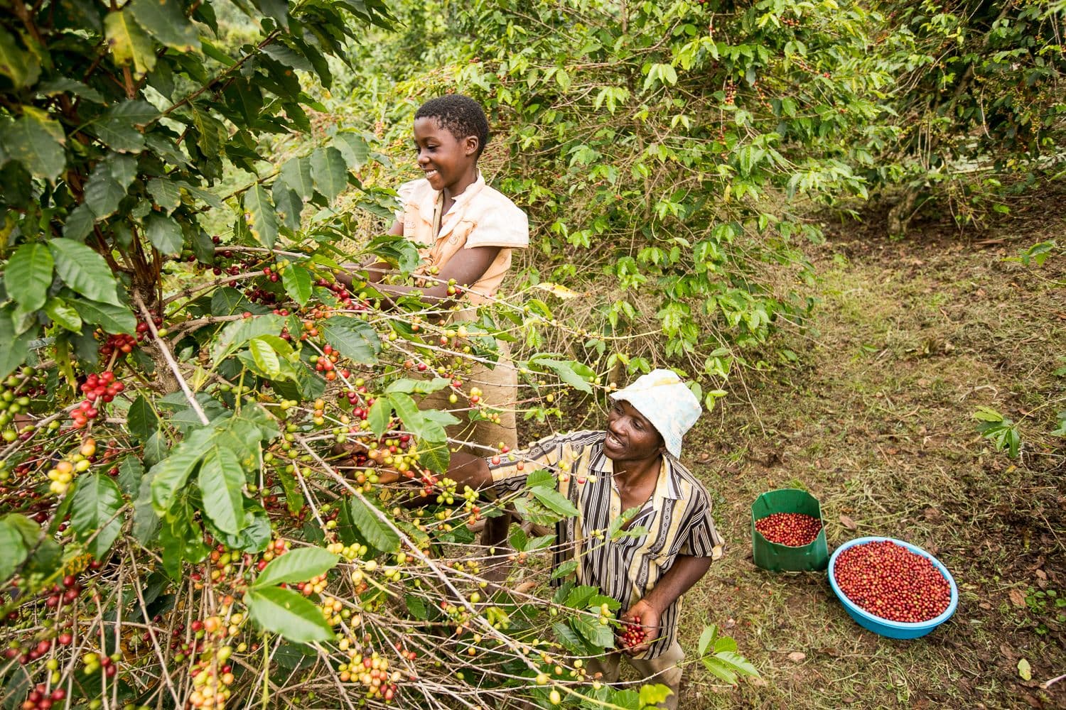Coffee harvest Coffee harvest
