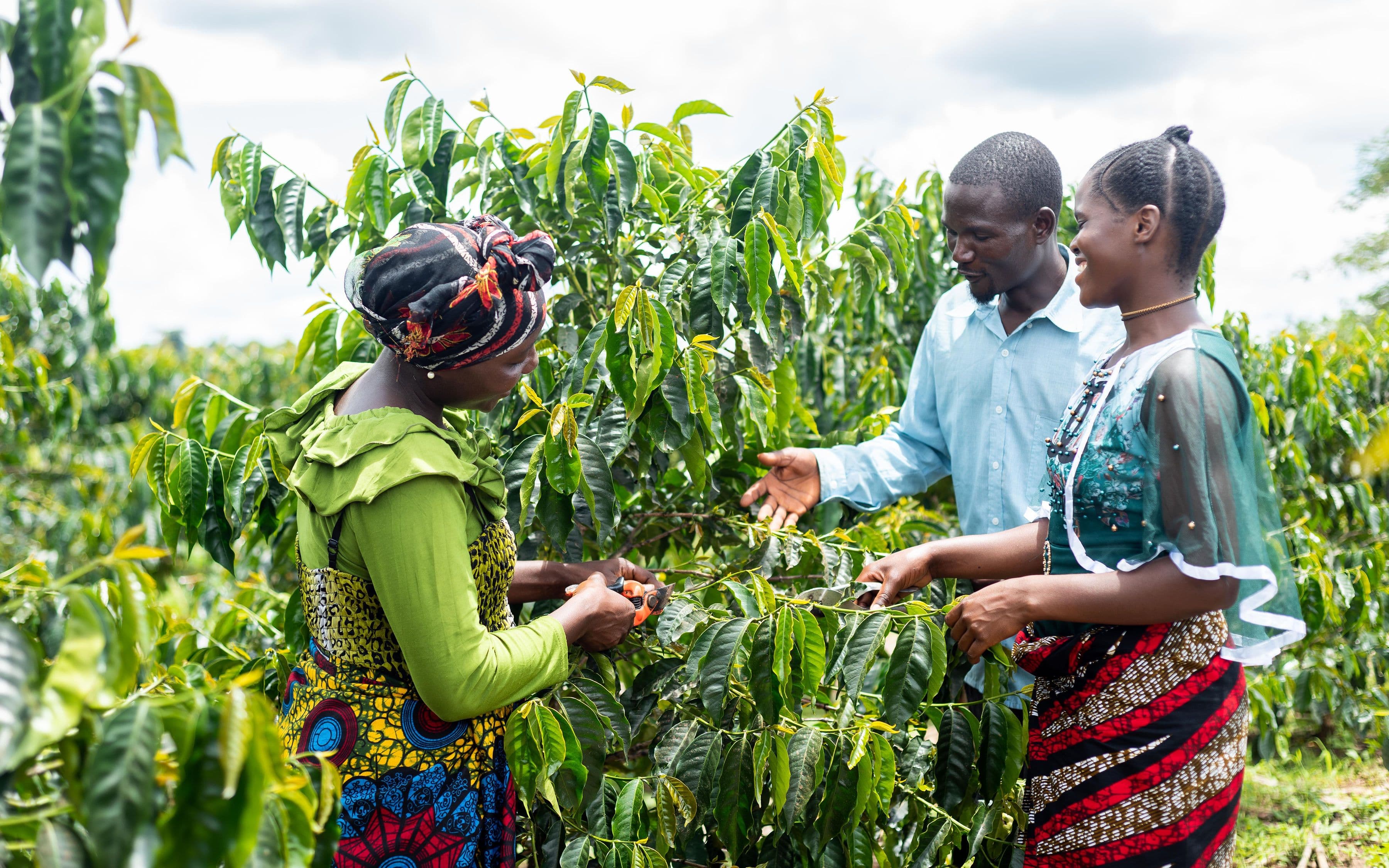 Coffee Farmer Coffee Farmer