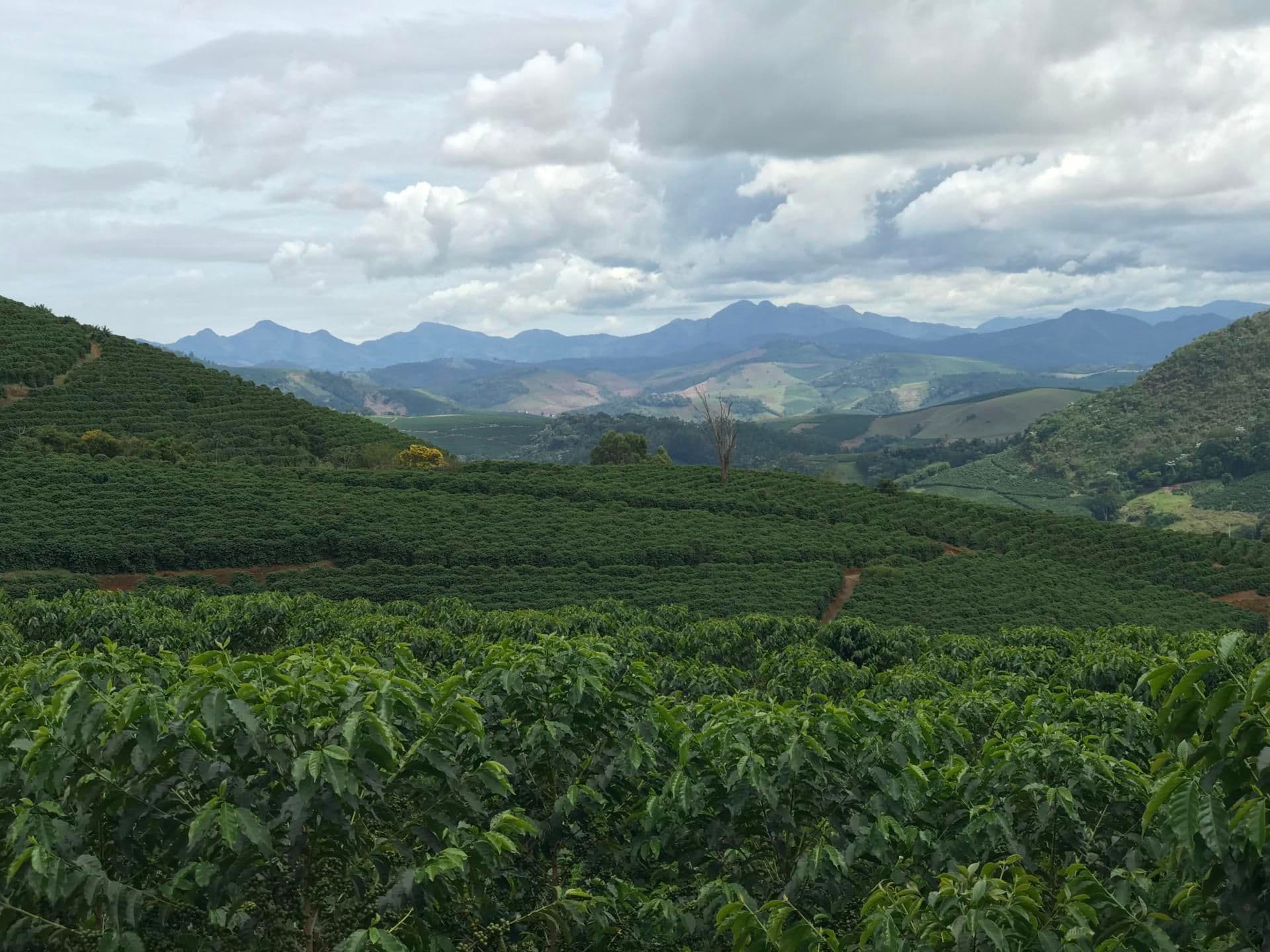 Day in the Life of A Coffee Farmer – Gean Day in the Life of A Coffee Farmer – Gean